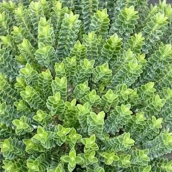 HEBE odora New Zealand Gold
