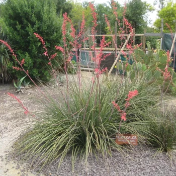 HESPERALOE parviflora Rubra