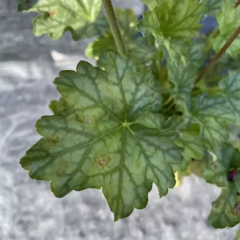 HEUCHERA x Paris