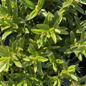 HEBE salicifolia