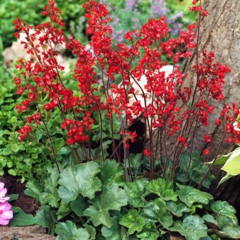 HEUCHERA sanguinea Leuchtkäfer