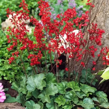 HEUCHERA sanguinea Leuchtkäfer