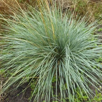 HELICTOTRICHON sempervirens Saphirsprudel
