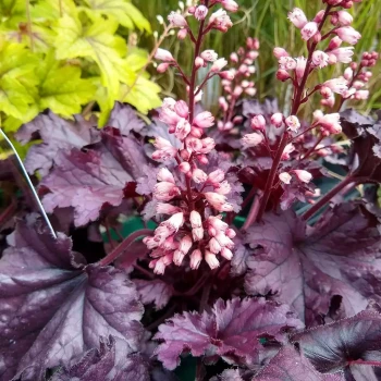 HEUCHERA villosa x americana Forever Purple