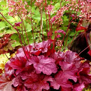 HEUCHERA x Berry Smoothie