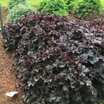 HEUCHERA x Black Taffeta