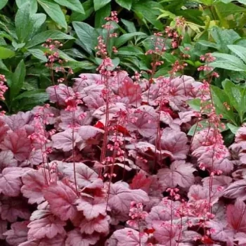 HEUCHERA x Grape Soda