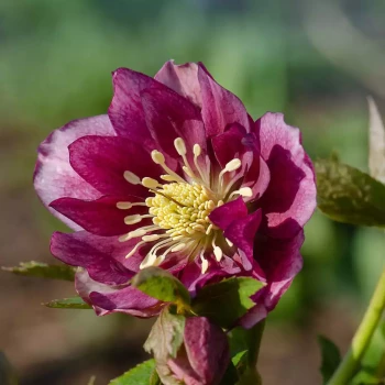 HELLEBORUS x hybrida Double Red