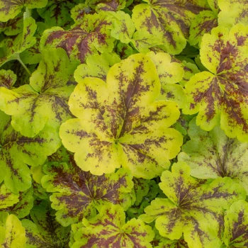 HEUCHERELLA x Solar Power