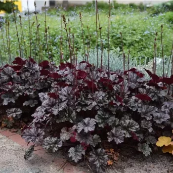 HEUCHERA x World Caffe Expresso