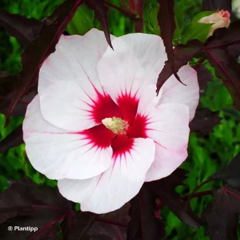 HIBISCUS moscheutos Carrousel Geant red