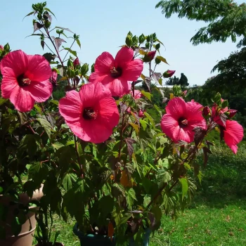 HIBISCUS moscheutos Planet Solène