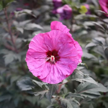 HIBISCUS moscheutos Summer Berry Awesome