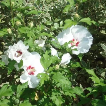 HIBISCUS syriacus Sup'Heart