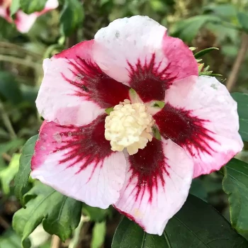 HIBISCUS syriacus Hamabo