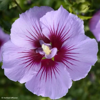 HIBISCUS syriacus Helene