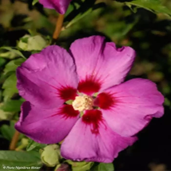 HIBISCUS syriacus Russian Violet