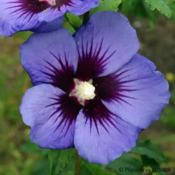 HIBISCUS syriacus Ultramarine