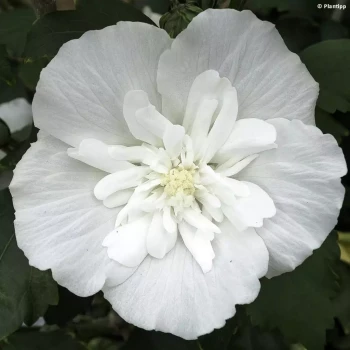 HIBISCUS syriacus White Chiffon