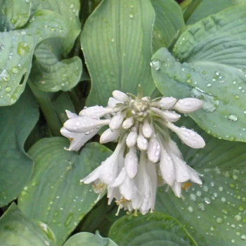 HOSTA x Bressingham Blue