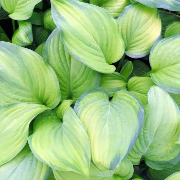 HOSTA x Guacamole
