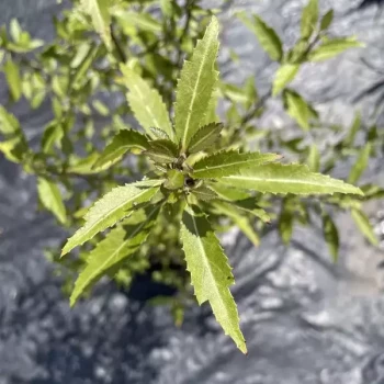 HOHERIA sexstylosa Snow White