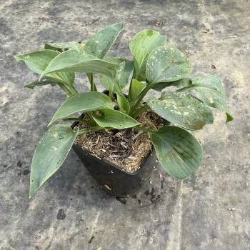 HOSTA sieboldiana Elegans