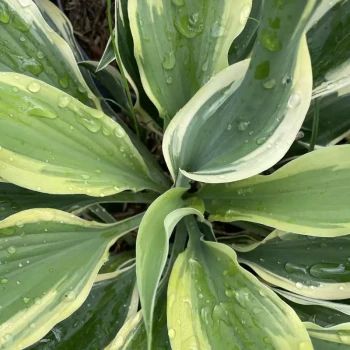 HOSTA x Silk Road