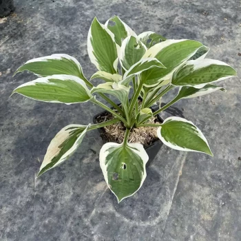 HOSTA x Patriot