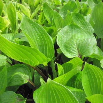 HOSTA x Purple Heart