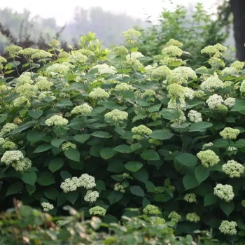 HYDRANGEA arborescens Lime Rickey