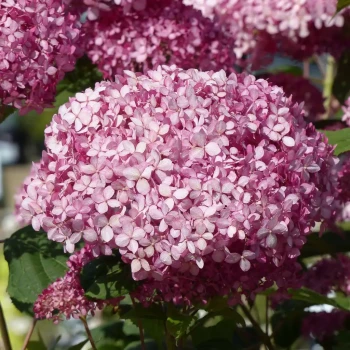 HYDRANGEA arborescens Pink Annabelle
