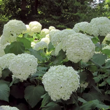 HYDRANGEA arborescens Strong Annabelle