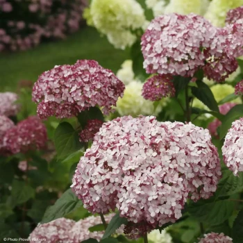 HYDRANGEA arborescens Sweet Annabelle