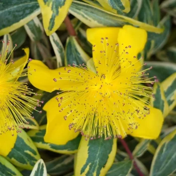 HYPERICUM hookerianum Hidcote