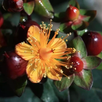HYPERICUM x inodorum Magical Universe