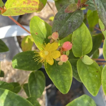 HYPERICUM x inodorum Miracle Blossom