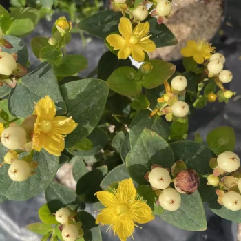 HYPERICUM x inodorum Miracle Blizz
