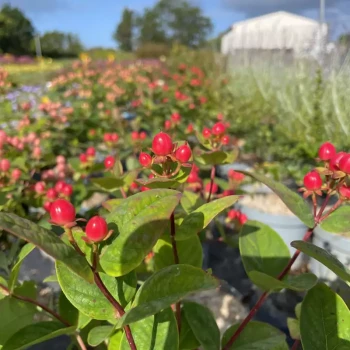 HYPERICUM x inodorum Miracle Grandeur