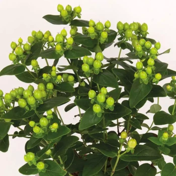 HYPERICUM x inodorum Miracle Pistache