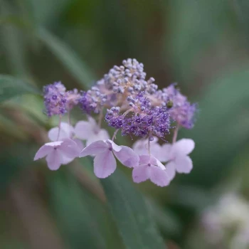 HYDRANGEA involucrata Yoraku Tama