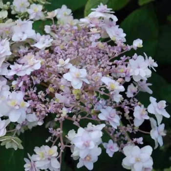 HYDRANGEA involucrata Yoraku