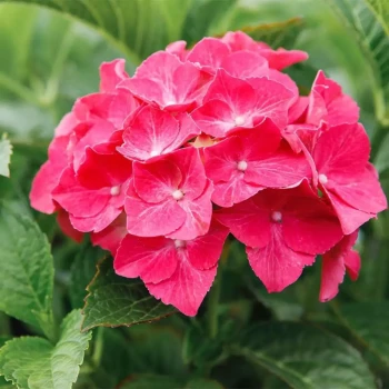 HYDRANGEA macrophylla Alpengluhen