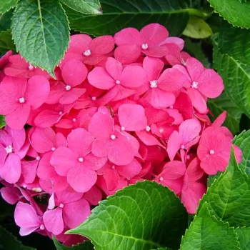 HYDRANGEA macrophylla Bailmer