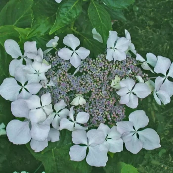 HYDRANGEA macrophylla Beauté Vendomoise