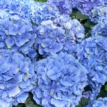 HYDRANGEA macrophylla Bodensee