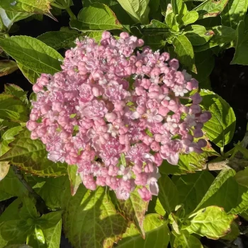 HYDRANGEA macrophylla Chaperon Rouge