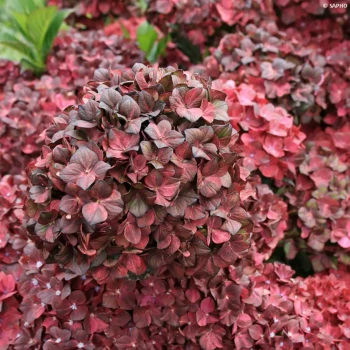 HYDRANGEA macrophylla Chocolate Ever Belles