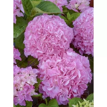 HYDRANGEA macrophylla Big Data Pink
