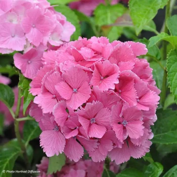 HYDRANGEA macrophylla Dolce Farfalle
